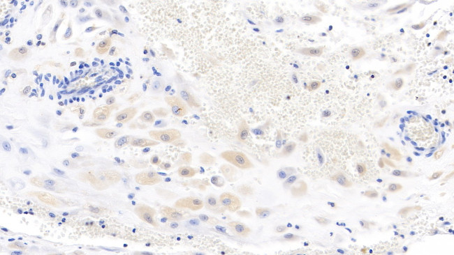 WNT3A Antibody in Immunohistochemistry (Paraffin) (IHC (P))