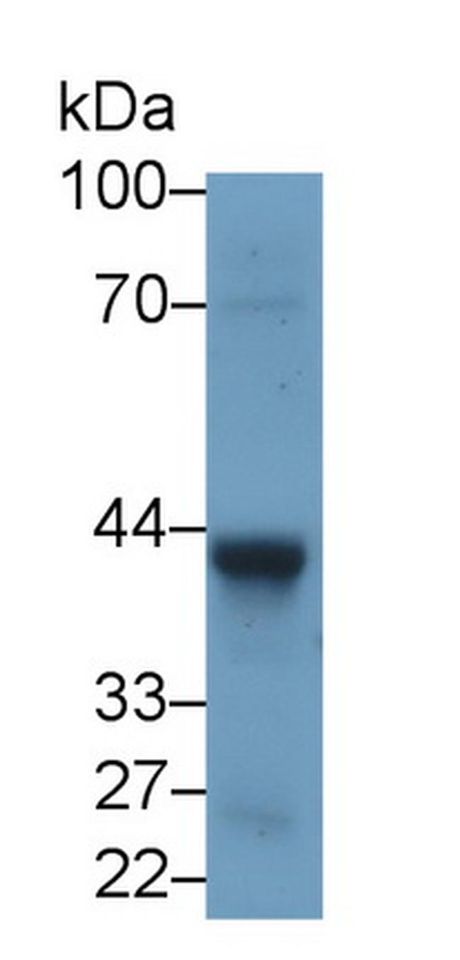 WNT5A Antibody in Western Blot (WB)