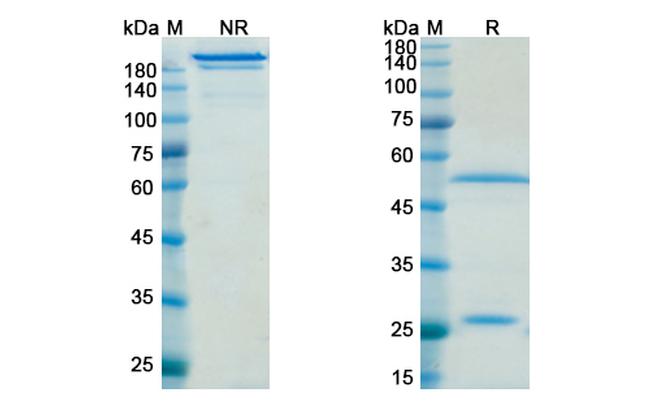 Efalizumab Humanized Antibody in SDS-PAGE (SDS-PAGE)