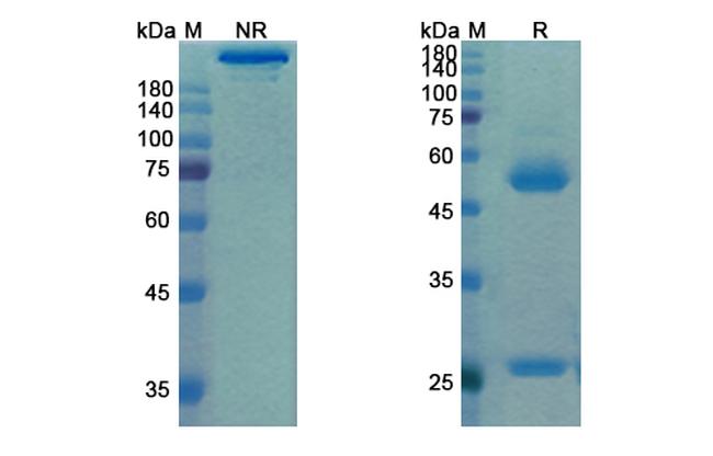 Matuzumab Humanized Antibody in SDS-PAGE (SDS-PAGE)