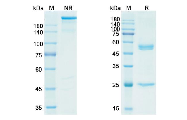 Lorvotuzumab Humanized Antibody in SDS-PAGE (SDS-PAGE)