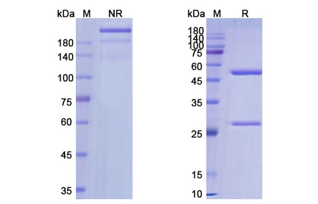 Labetuzumab Humanized Antibody in SDS-PAGE (SDS-PAGE)