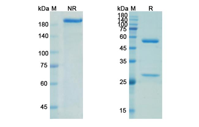 4F2Mab Humanized Antibody in SDS-PAGE (SDS-PAGE)