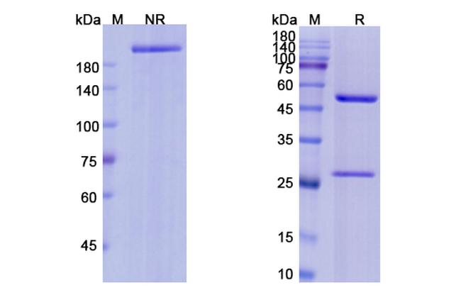 Edrecolomab Antibody in SDS-PAGE (SDS-PAGE)