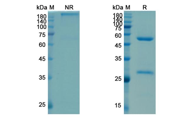 Satumomab Antibody in SDS-PAGE (SDS-PAGE)