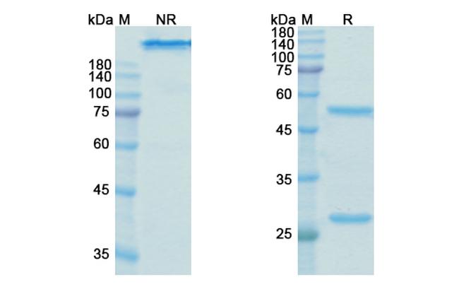 Galiximab Chimeric Antibody in SDS-PAGE (SDS-PAGE)