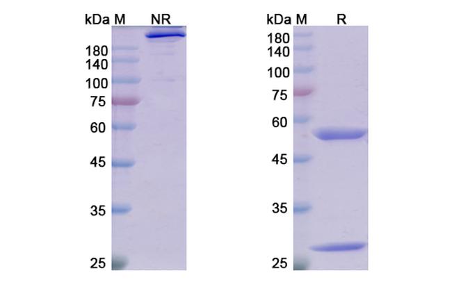 Adecatumumab Antibody in SDS-PAGE (SDS-PAGE)