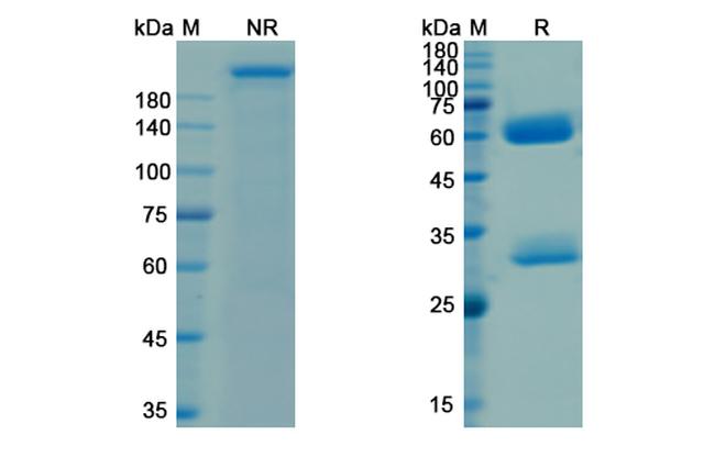 Ganitumab Antibody in SDS-PAGE (SDS-PAGE)