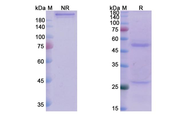J695 Humanized Antibody in SDS-PAGE (SDS-PAGE)