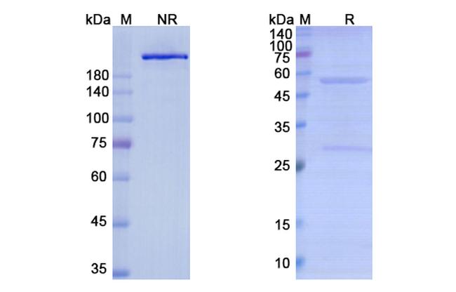 Lexatumumab Antibody in SDS-PAGE (SDS-PAGE)