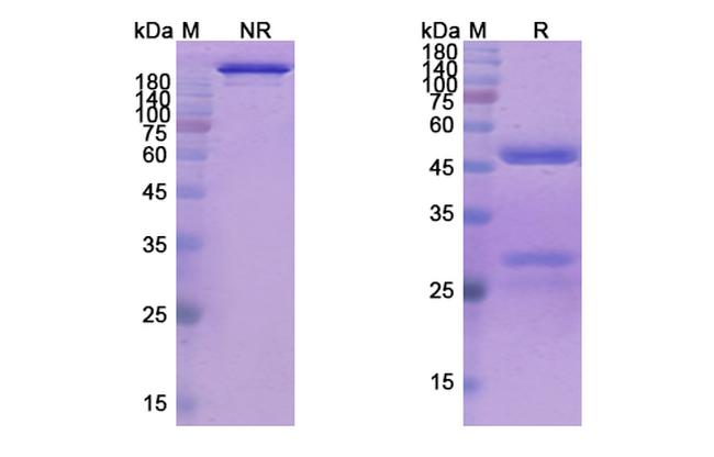 Mapatumumab Antibody in SDS-PAGE (SDS-PAGE)