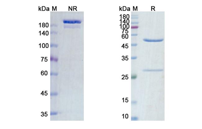 Zalutumumab Antibody in SDS-PAGE (SDS-PAGE)