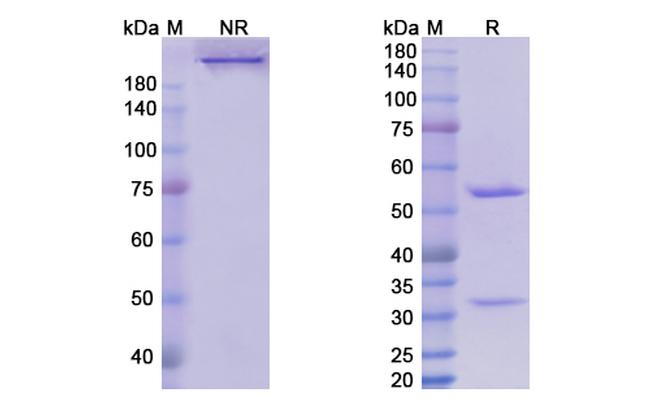 Tanezumab Humanized Antibody in SDS-PAGE (SDS-PAGE)
