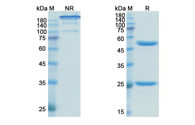 Obinutuzumab Humanized Antibody in SDS-PAGE (SDS-PAGE)