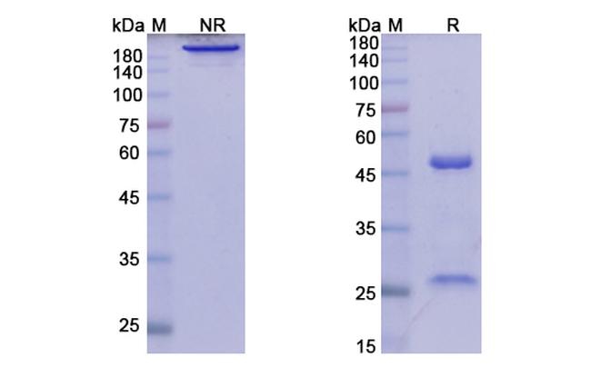 Elsilimomab Antibody in SDS-PAGE (SDS-PAGE)