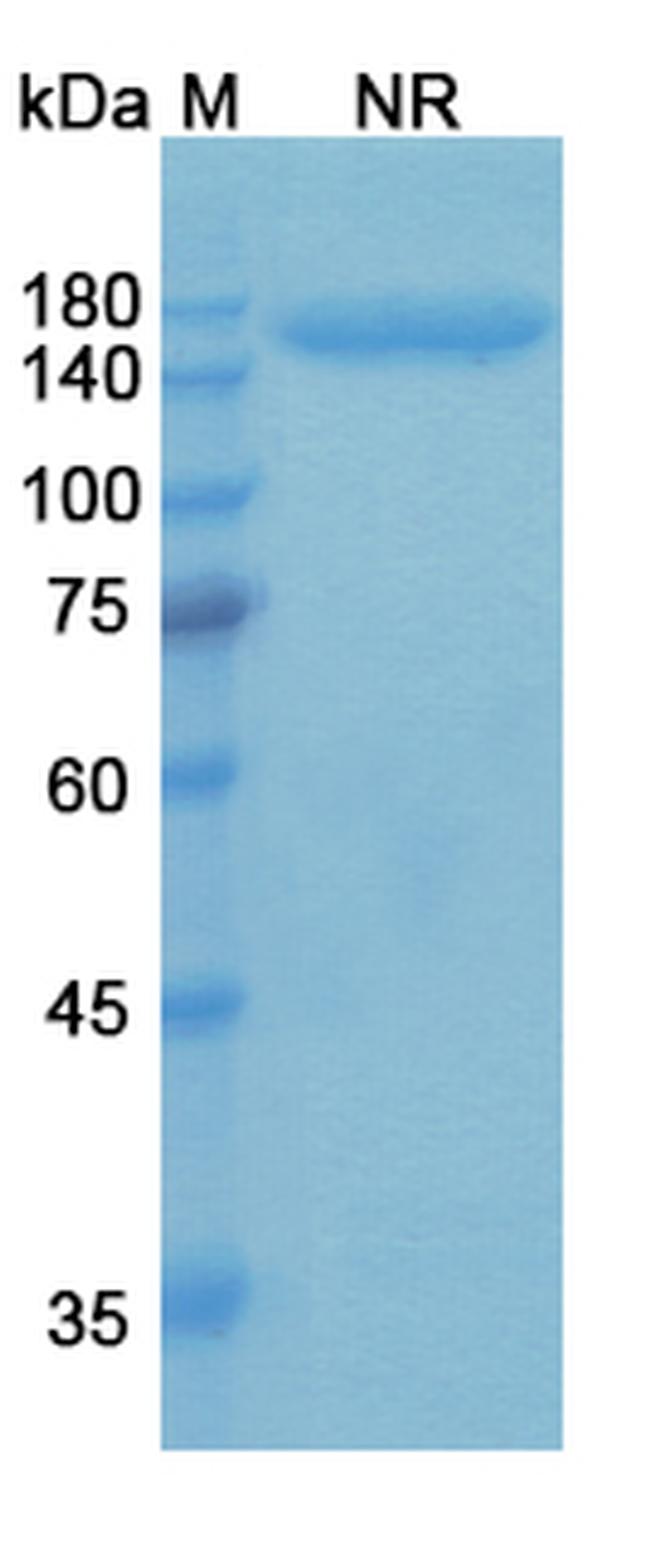 Talquetamab Humanized Antibody in SDS-PAGE (SDS-PAGE)