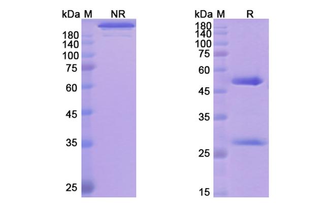 Teneliximab Chimeric Antibody in SDS-PAGE (SDS-PAGE)