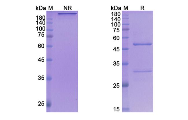 Taplitumomab Antibody in SDS-PAGE (SDS-PAGE)