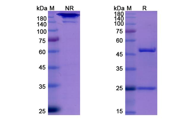 Elotuzumab Humanized Antibody in SDS-PAGE (SDS-PAGE)