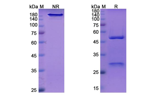 Vedolizumab Humanized Antibody in SDS-PAGE (SDS-PAGE)