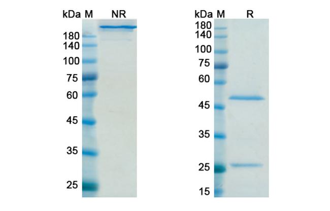 Sifalimumab Antibody in SDS-PAGE (SDS-PAGE)