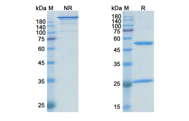 Dalotuzumab Humanized Antibody in SDS-PAGE (SDS-PAGE)