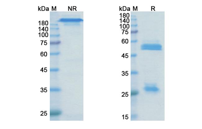 Olaratumab Antibody in SDS-PAGE (SDS-PAGE)