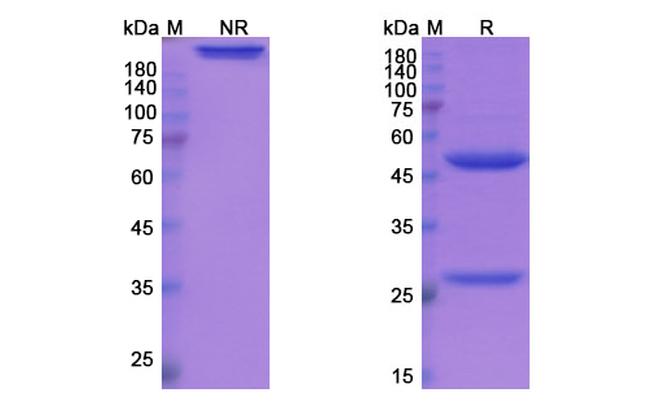 Etrolizumab Humanized Antibody in SDS-PAGE (SDS-PAGE)