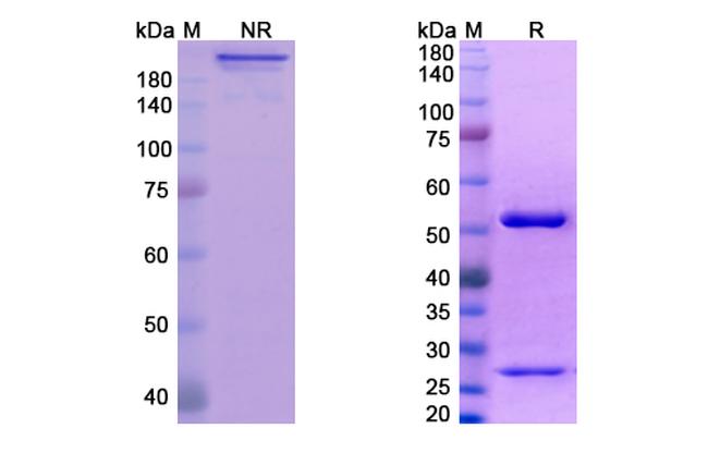 Icrucumab Antibody in SDS-PAGE (SDS-PAGE)