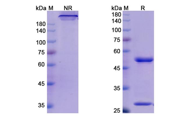 Mogamulizumab Humanized Antibody in SDS-PAGE (SDS-PAGE)