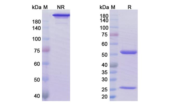 Ublituximab Chimeric Antibody in SDS-PAGE (SDS-PAGE)