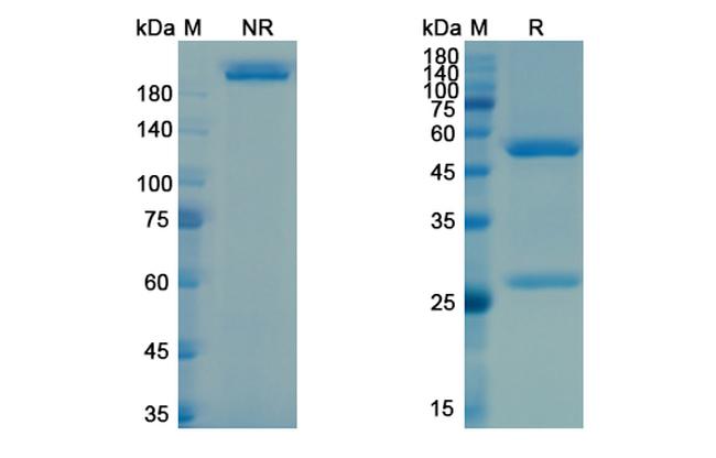 Vesencumab Antibody in SDS-PAGE (SDS-PAGE)