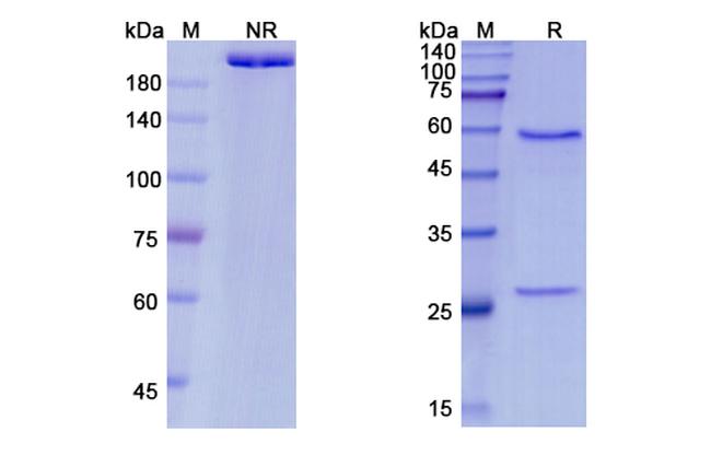 Pateclizumab Humanized Antibody in SDS-PAGE (SDS-PAGE)