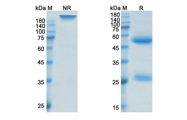 Sirukumab Antibody in SDS-PAGE (SDS-PAGE)