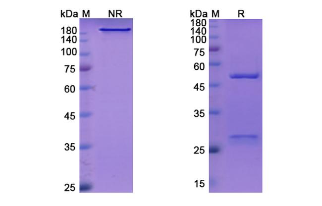 Inclacumab Antibody in SDS-PAGE (SDS-PAGE)