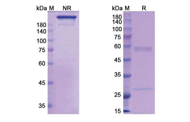 Actoxumab Antibody in SDS-PAGE (SDS-PAGE)