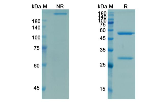 Demcizumab Humanized Antibody in SDS-PAGE (SDS-PAGE)