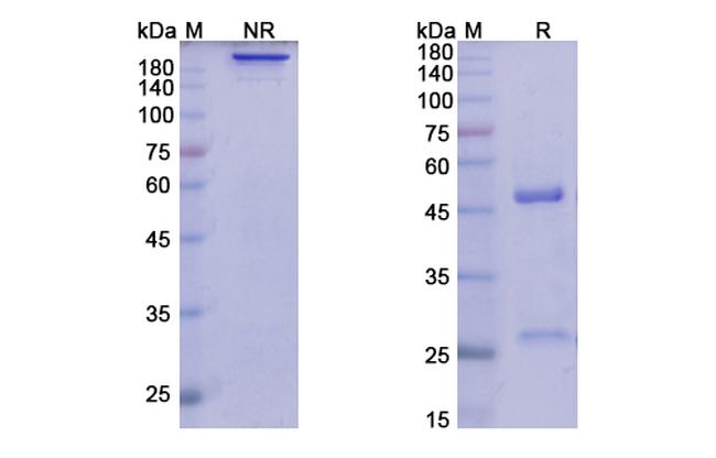 Lirilumab Antibody in SDS-PAGE (SDS-PAGE)