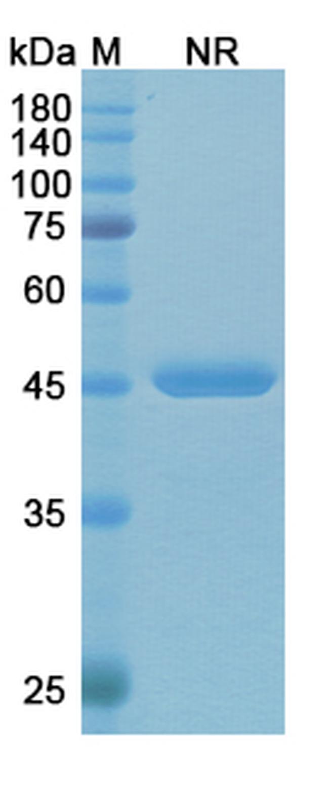 Idarucizumab Humanized Antibody in SDS-PAGE (SDS-PAGE)