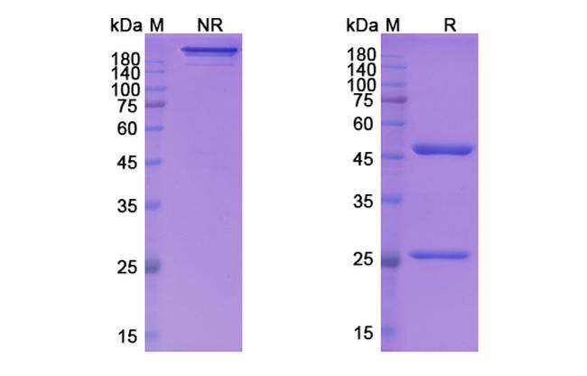 Lifastuzumab Humanized Antibody in SDS-PAGE (SDS-PAGE)