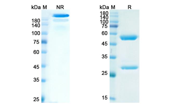 Abituzumab Humanized Antibody in SDS-PAGE (SDS-PAGE)