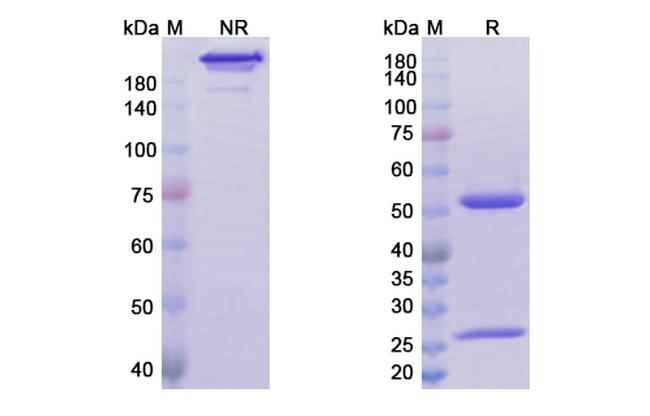 Abrilumab Antibody in SDS-PAGE (SDS-PAGE)