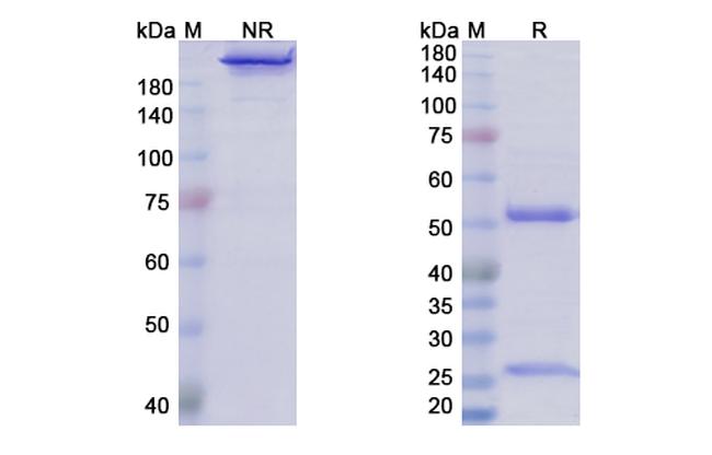 Varlilumab Antibody in SDS-PAGE (SDS-PAGE)