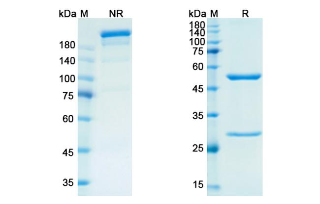 Emactuzumab Humanized Antibody in SDS-PAGE (SDS-PAGE)