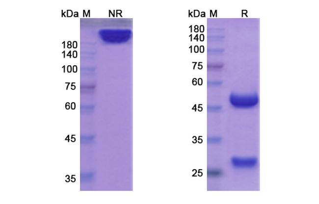Begelomab Antibody in SDS-PAGE (SDS-PAGE)