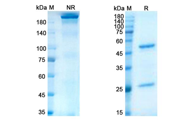 Lacutamab Chimeric Antibody in SDS-PAGE (SDS-PAGE)