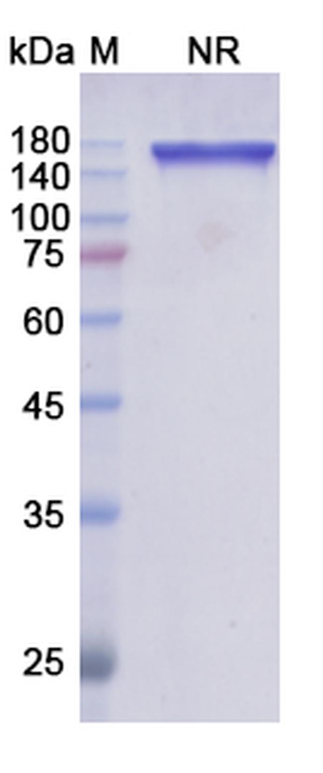 Tafasitamab Humanized Antibody in SDS-PAGE (SDS-PAGE)