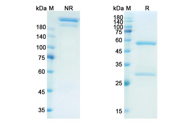 Dectrekumab Antibody in SDS-PAGE (SDS-PAGE)