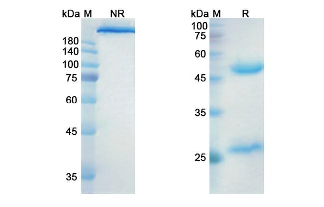 Indusatumab Antibody in SDS-PAGE (SDS-PAGE)