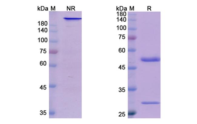 Bermekimab Humanized Antibody in SDS-PAGE (SDS-PAGE)